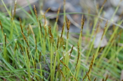 Carex geyeri