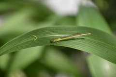 Ceriagrion coromandelianum