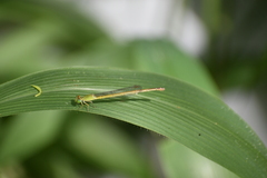 Ceriagrion coromandelianum