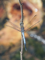 Orthetrum caledonicum