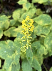 Solidago arguta