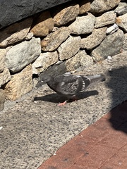 Columba livia domestica