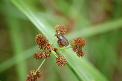 Cyperus ligularis