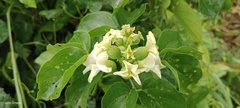 Amphilophium