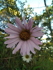 Iostephane heterophylla