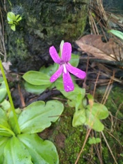 Pinguicula moranensis