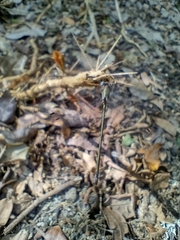 Lestidae