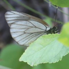 Aporia crataegi