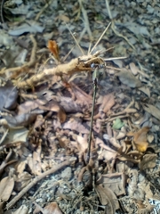 Lestidae