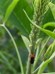 Asiosilis