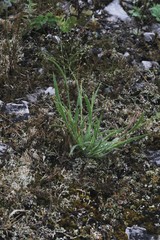 Panicum philadelphicum