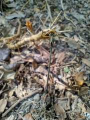Lestidae