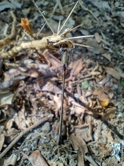 Lestidae