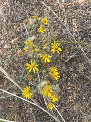 Heterotheca hirsutissima