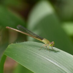 Ceriagrion coromandelianum