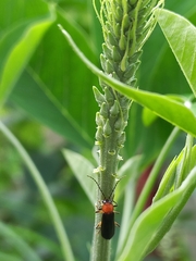 Asiosilis
