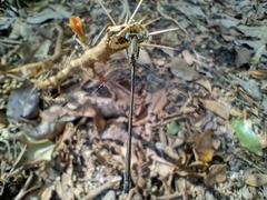 Lestidae