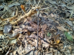 Lestidae