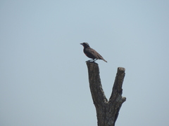 Leistes superciliaris