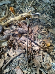 Lestidae