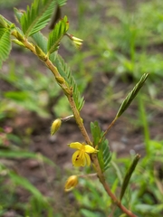 Chamaecrista pumila