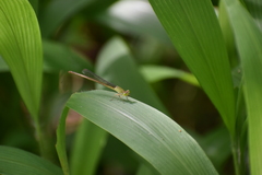 Ceriagrion coromandelianum