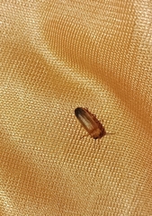 Abscondita