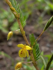 Chamaecrista pumila