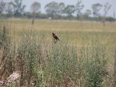 Leistes superciliaris