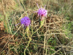 Liatris cymosa