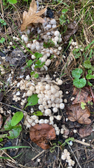 Coprinellus disseminatus