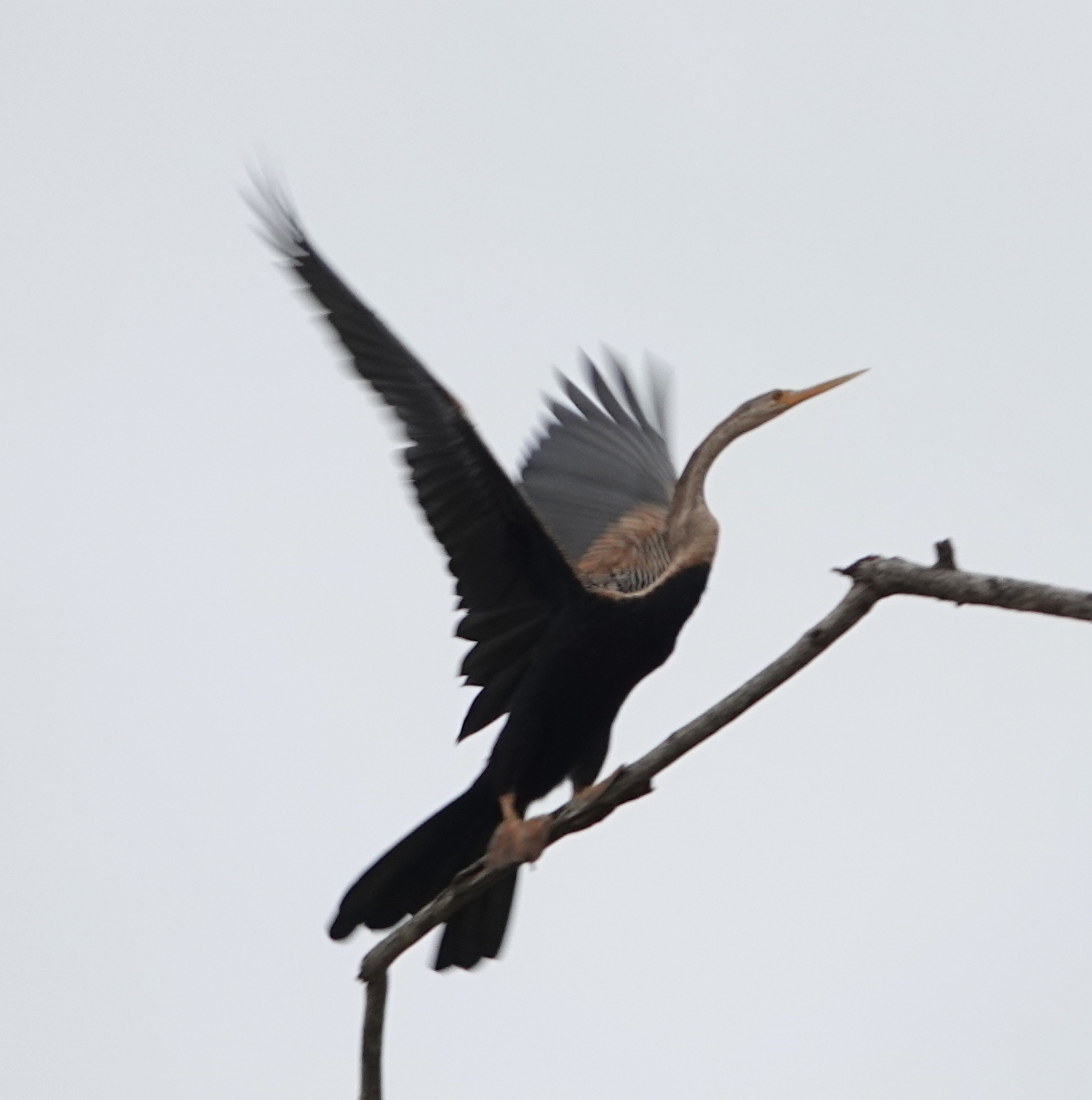 Oriental Darter