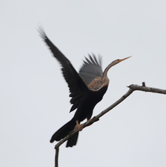 Anhinga melanogaster