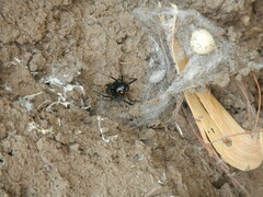 Latrodectus