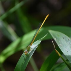 Ceriagrion coromandelianum