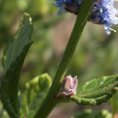 Ceanothus thyrsiflorus griseus