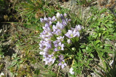 Gentianella