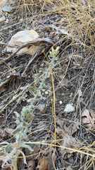 Heterotheca sessiliflora