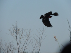 Leistes superciliaris