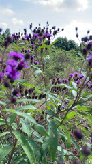 Vernonia noveboracensis