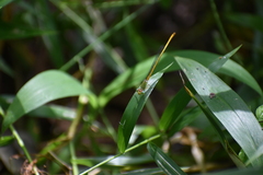 Ceriagrion coromandelianum