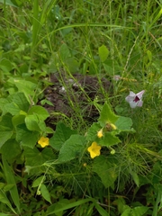 Cucumis melo