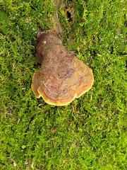 Ganoderma