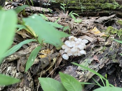 Mycena galericulata