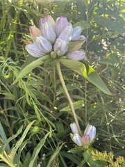 Gentiana × pallidocyanea