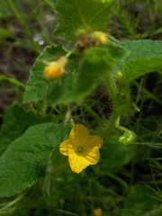 Cucumis melo