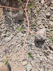 Kallstroemia parviflora