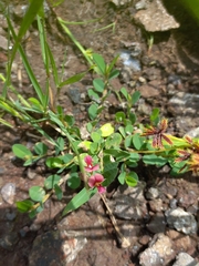 Alysicarpus tetragonolobus