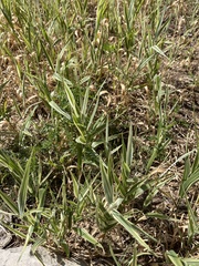 Phalaris arundinacea