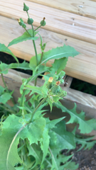 Sonchus oleraceus